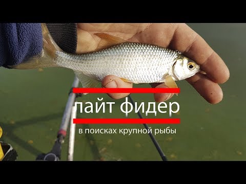 Видео: Лайт фидер.  В поисках крупной рыбы.