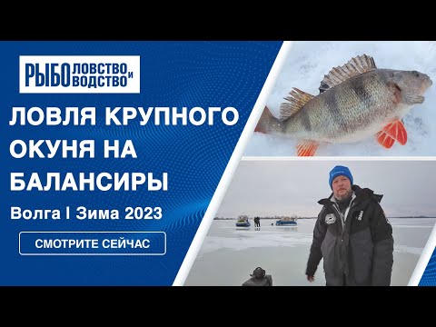 Видео: Ловля крупного окуня на балансиры зимой | Волга | 2023