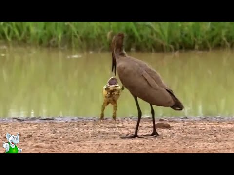 Видео: Невозможно Оторвать Глаз! Эти Случаи с Животными Вы Запомните На Всю Жизнь