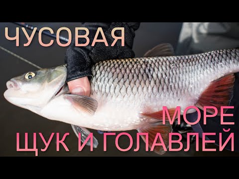 Видео: ЧУСОВАЯ - МОРЕ ЩУК И ГОЛАВЛЕЙ. Голавль на перекатах, щука - везде.