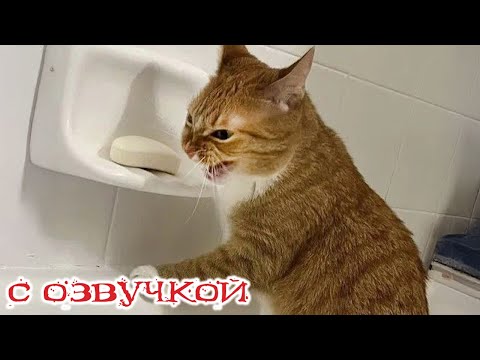 Видео: Приколы с котами! С ОЗВУЧКОЙ! САМЫЕ СМЕШНЫЕ ЖИВОТНЫЕ! Попробуй не засмеяться!