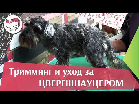 Видео: Тримминг и уход за  цвергшнауцером на  ilikepet