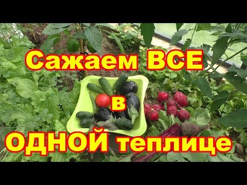 Видео: В конце мая все овощи собирем в одной теплице!