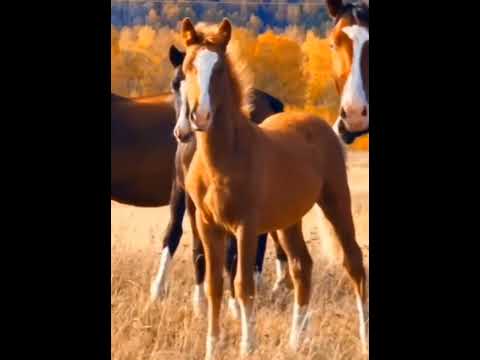 Видео: Қайдасың, қазір қайдасың,               Елесің тұрат есімде. 