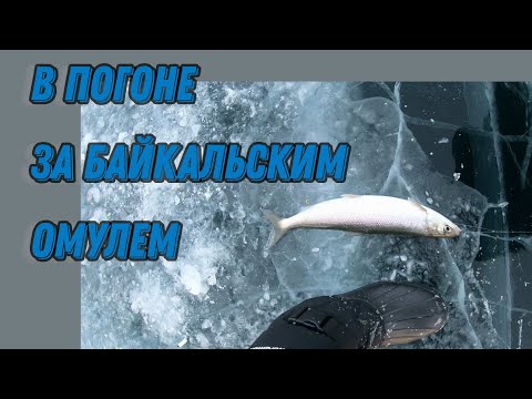 Видео: Зимняя рыбалка на байкальского омуля. #Baikal #рыбалка #омуль