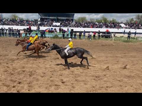 Видео: Бәйге Ақтөбе обылысы әкімінің кубогы 28.05.2022