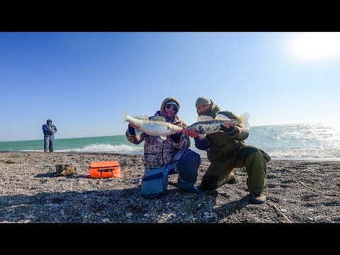 Видео: ВОТ ЭТО РАЗМЕРЫ СУДАКА!!! КАЖДЫЙ ЗАБРОС СУДАК. НОЯБРЬ КАПЧАГАЙ 2024.