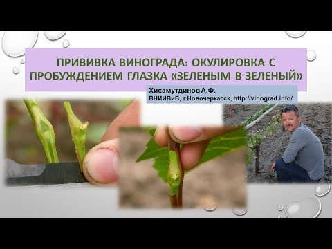 Видео: Прививка винограда - окулировка с пробуждением глазка "зеленым в зеленый", Хисамутдинов АФ