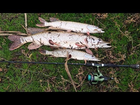 Видео: Улов щук на ультра лайт DAYO SAVER 2.1м 4-17г