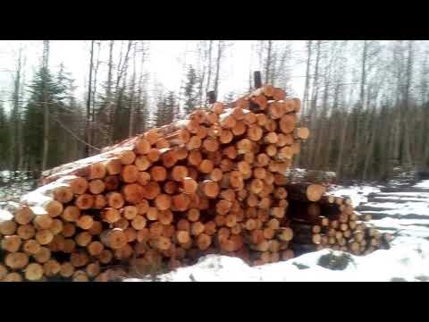 Видео: На болота из Авдотьина