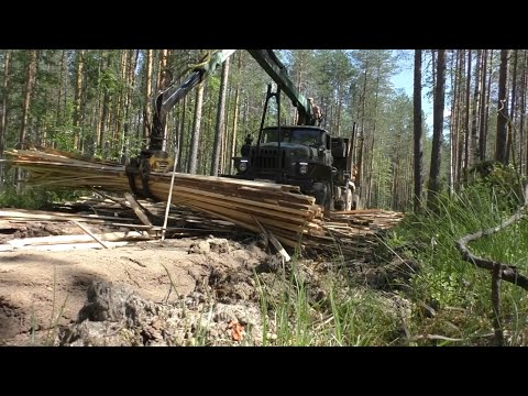 Видео: Делаю дорогу из горбыля. Кругом ОПАСНЫЕ хищники.