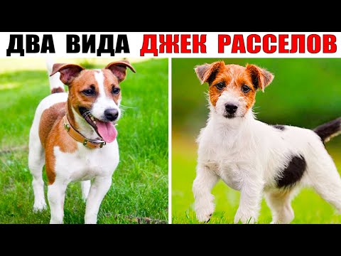 Видео: Джек Рассел Терьер. Самая активная порода!