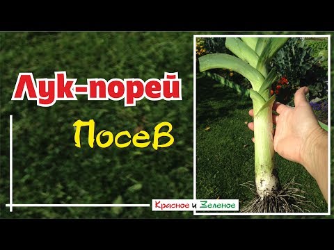 Видео: Посев лука-порея и репчатого лука на рассаду