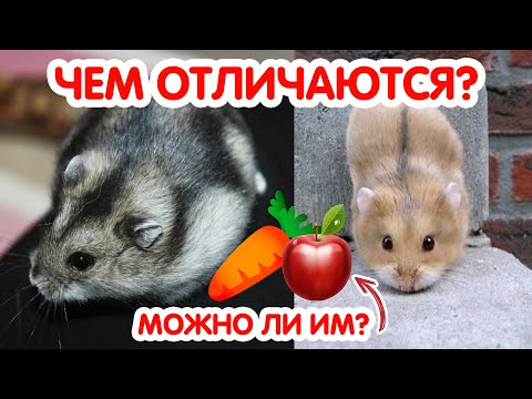 Видео: Как отличить джунгарского хомяка от кэмпбелла и гибрида. Сахарный диабет у хомяков
