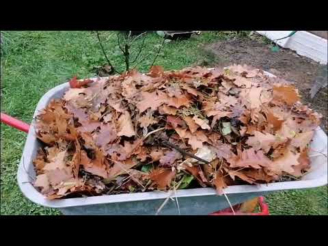 Видео: 25.10.25г. КУРАМ ЕСТЬ ЧЕМ ЗАНЯТЬСЯ И ЧЕМ ПОЛАКОМИТЬСЯ.😁 СКОЛЬКО ЯИЦ СЕГОДНЯ?