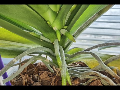 Видео: Прошло два месяца. Корни РАЗОРВАЛИ. ПЛОХО ЭТО или ХОРОШО.