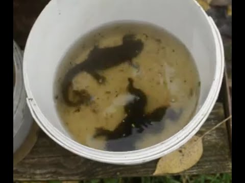 Видео: Вылавливаем испанских тритонов и шпорцевых лягушек  Вторая серия.