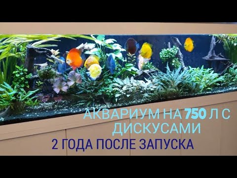 Видео: Аквариум на 750 л. с дискусами спустя 2 года с момента запуска.