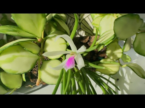 Видео: Хто рятує зараз, хто квітне. Моя улюблена катлея - Cattleya Fulvescens 