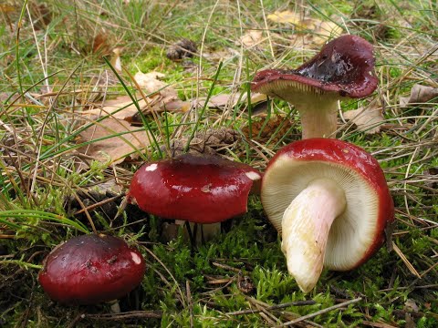 Видео: Сыроежки Вкусный и быстрый рецепт приготовления Малосольные сыроежки