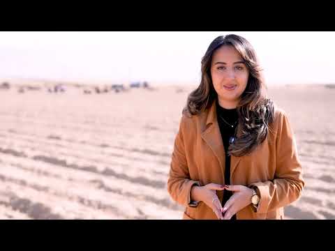 Видео: Маҳаллий заъфарон пиёзбошларини экиш жараёнидан лавҳалар. #zafaron #шафран #flowers #tulip #trend