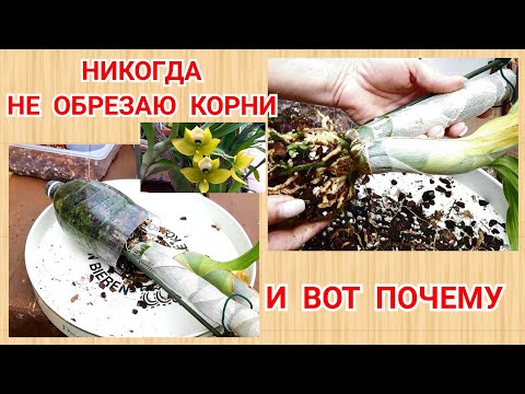 Видео: Катасетумные  пересадка из бутылки, корни орхидеи после периода покоя.