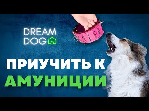 Видео: Как приучить щенка к ошейнику и шлейке 🐶 Без укусов и паники