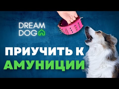 Видео: Приучить к амуниции 🐶 Как отучить собаку кусать ошейник и поводок 🐕 Научить щенка не грызть шлейку 🐩