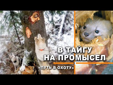 Видео: СОБОЛЬ НА ДЕРЕВЕ, СОБАКА В ЗАПАДНЕ