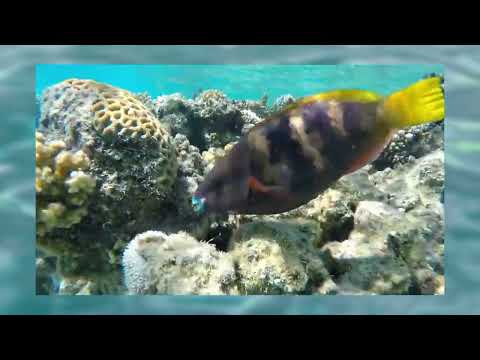 Видео: Sergio Feodorini-Элегия. Часть I.2015-й год.