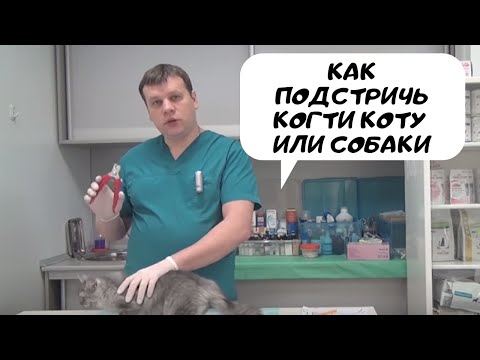 Видео: Как подстричь когти коту и собаке