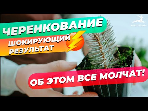 Видео: ЧЕРЕНКОВАНИЕ ГОЛУБОЙ ЕЛИ ЗИМОЙ | КАК НАС ДУРЯТ! | РЕЗУЛЬТАТ ЧЕРЕНКОВАНИЯ
