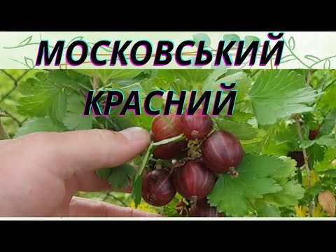 Видео: #аґрус  МОСКОВСЬКИЙ КРАСНИЙ 
