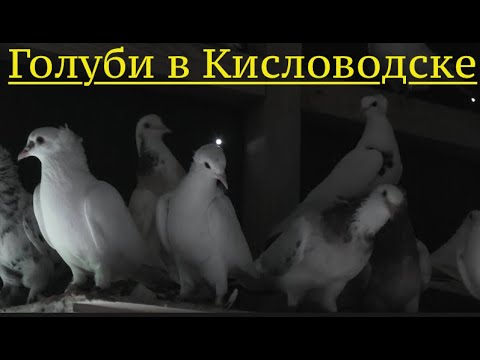 Видео: Голуби Авакова Владимира в Кисловодске!