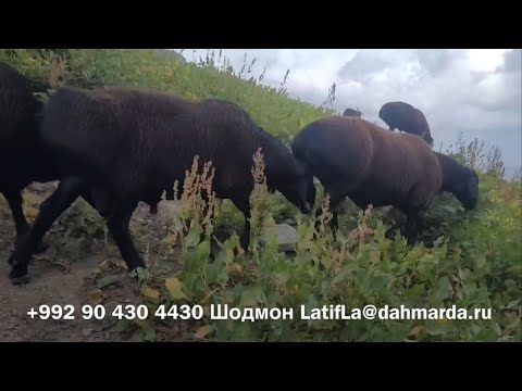Видео: Гиссарские овцы и аборигенные САО Таджикистана -саги дахмарда из отары Шодмона
