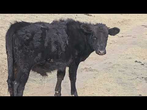 Видео: Эки баш Ангус Уй эркек Торпоктору менен чыкты 0704-01-18-17 