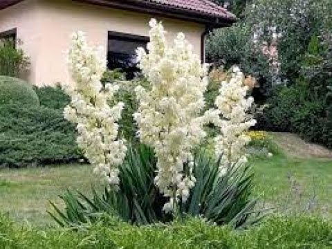 Видео: ЮККА. Как правильно пересадить юкку How to properly transplant a yucca.Yucca richtig transplantiert.