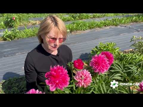 Видео: Rosea Plena peony. Розеа Плена пион. Пулков сад (2025 г.)