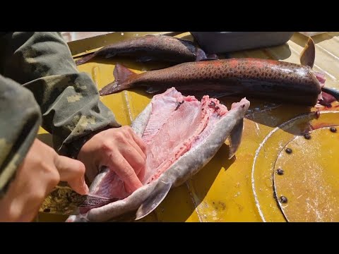 Видео: ЯКУТИЯ. НЕЗАБЫВАЕМАЯ РЫБАЛКА!