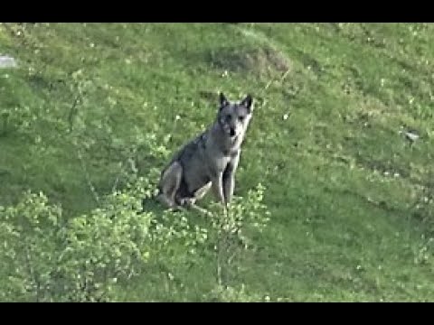 Видео: Фотолов на вълци из махалите на Чиляка и Бездивен