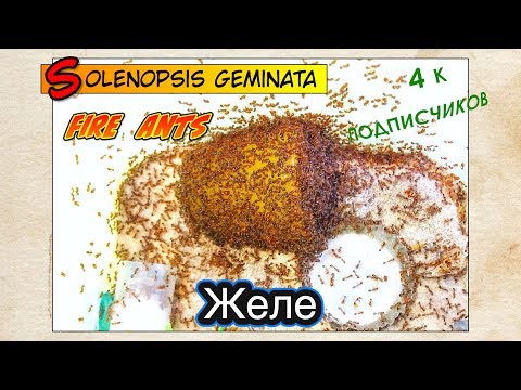 Видео: ЖЕЛЕ и ОГНЕННЫЕ МУРАВЬИ  // FIRE ANTS Solenopsis geminata