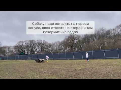 Видео: Соревнования по пастьбе овец, Бордер колли Ласточка, 1 место