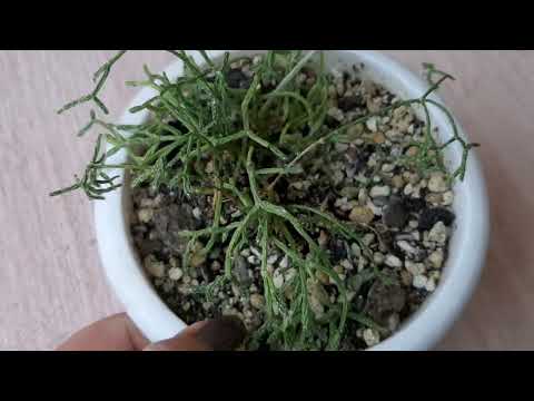 Видео: РИПСАЛИС. Посадка. Черенкование. Укоренение. 26.01.2023.