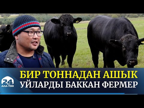 Видео: Асыл тукум уйларды баккан фермер...