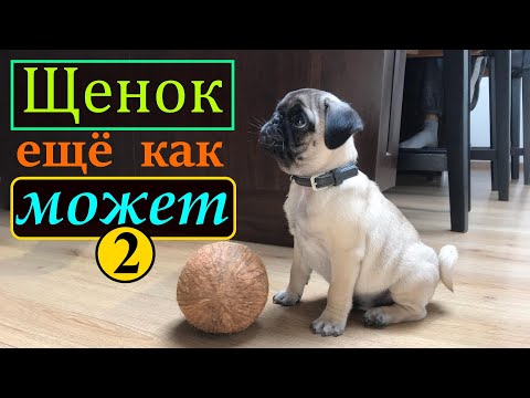 Видео: Дрессировки ЩЕНКА, первые КОМАНДЫ. МОПС. С чего начинать дрессировку. Начало дрессировки мопса.