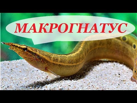 Видео: Макрогнатус Сиамский Глазчатый содержание, размножение, совместимость, кормление