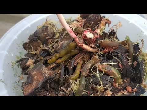 Видео: Омоложение сакрифайса,... Чудная посадка