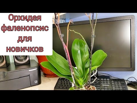 Видео: Orchid phalaenopsis для начинающих. ЦЕННЫЕ рекомендации для НОВИЧКОВ