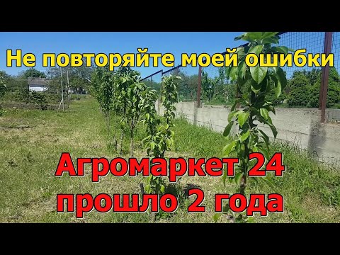 Видео: # 292 Честный отзыв об www магазине Агромаркет 24/прошло 2 года, как я купил у них саженцы.