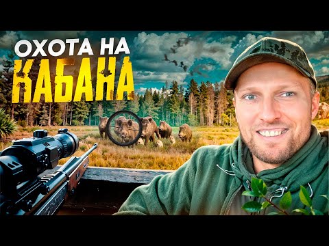 Видео: Осенняя охота на кабана 2024 | На второй день добыли Тетерева